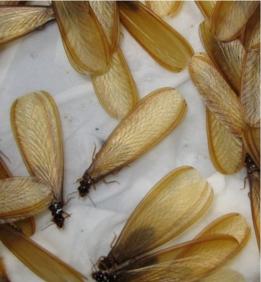 什么叫黑翅土白蚁？危害特点是什么？