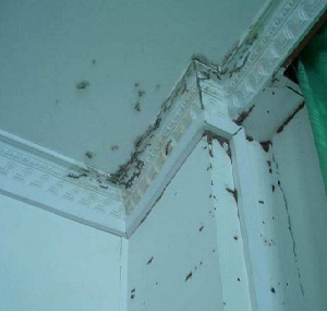 白蚁防治蚁害需要留意哪些细节