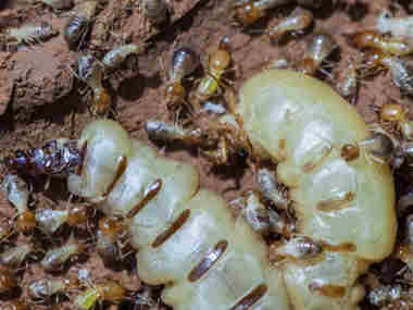 官窑白蚁防治公司白蚁的生活习性是什么