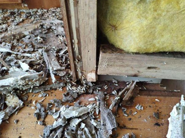 西樵防治白蚁公司家里为什么每年都会发现有白蚁