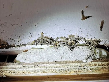官窑治白蚁公司发现白蚁喷杀虫水可以杀死它吗？
