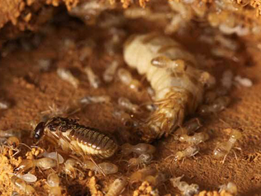 松岗专业预防白蚁白蚁的寿命有多长，白蚁怎样繁衍