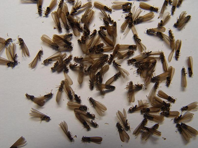 盐步白蚁防治公司辨别白蚁和蚂蚁（繁衍蚁）小技巧