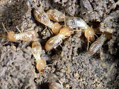 盐步验收蚁害中心：家里有蚂蚁怎么办