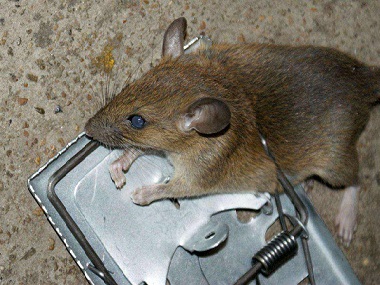 平洲四害消杀灭鼠公司家里有老鼠怎么办，如何找到老鼠