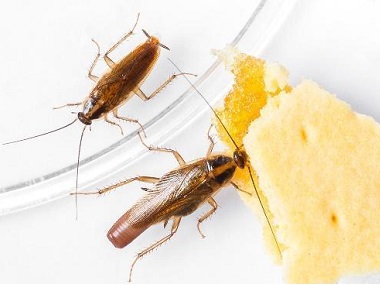 和顺虫害防制中心专家说蟑螂碰过的东西绝对不能吃