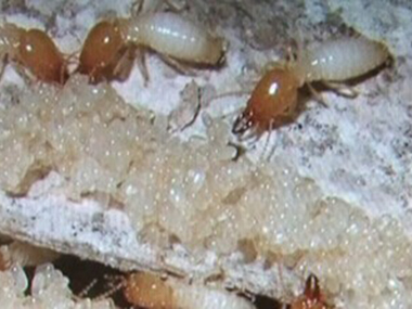 南海白蚁防治公司预防白蚁的药水对人有毒吗？