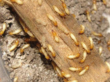 平洲灭治白蚁中心寻找白蚁巢的方法