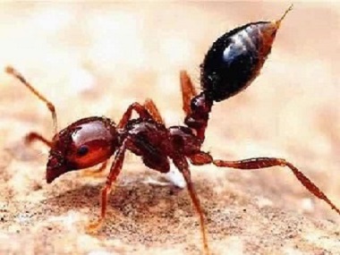 罗村红火蚁验收所：红火蚁最怕什么农药