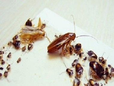 大沥除四害机构宿舍发现有蟑螂喷杀虫剂管用吗？