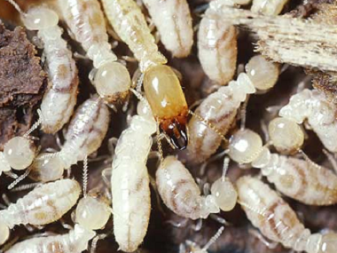 丹灶白蚁验收站：白蚁的四大危害性是什么