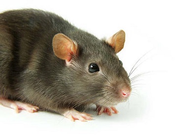 大沥病媒生物防控机构如何找到进入室内的老鼠