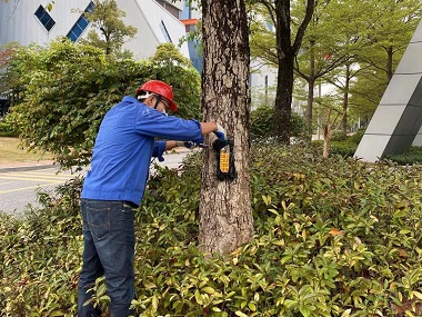 松岗杀灭白蚁站园林绿化树木白蚁危害的防治方法