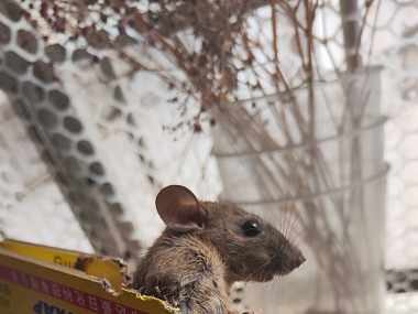 里水除四害机构6种超实用的“老鼠怕”用法