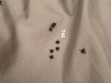 盐步控制有害生物——怎样才能消灭臭虫